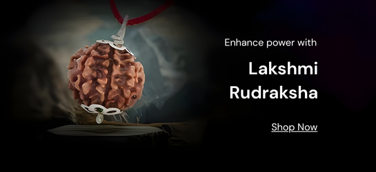 Lakshmi Rudraksha